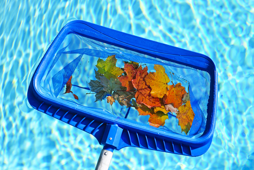 cleaning swimming pool fall leaves