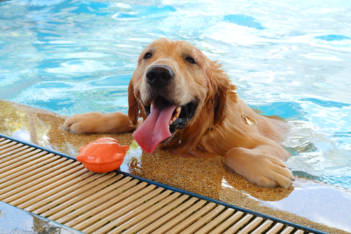 dog swimming with his doll in pool