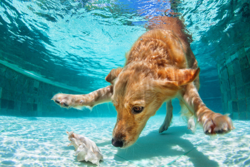 golden labrador retriever puppy swimming
