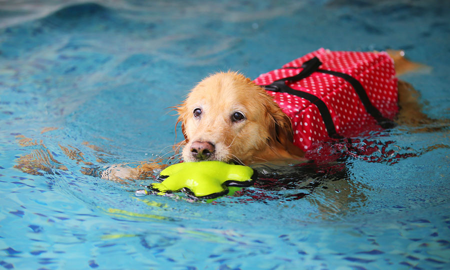 golden retriever with pool toy