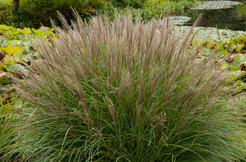 miscanthus sinensis