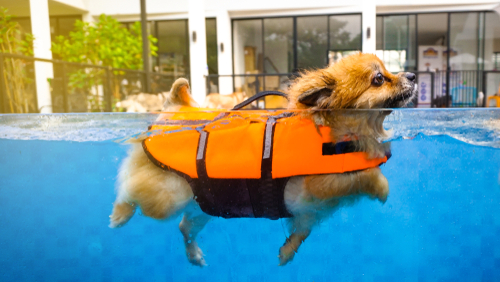 small dog with life jacket